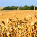 全球化肥粮食大涨价 商品型ETF继续受捧