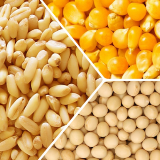 芝加哥农产品期价14日下跌