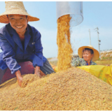 让农民增收和粮食丰收同步