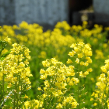 我国油菜种植面积呈增加趋势 今年油菜籽产量预计超1450万吨