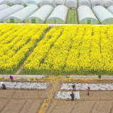 牢记总书记嘱托,着力推进农业现代化——新山乡巨变入画来