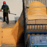 今年已销售政策性粮食1190万吨