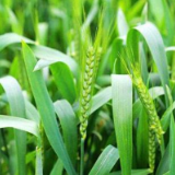 中国奶协：已停止收储口粮小麦作青贮饲料