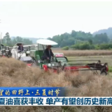 我国夏油喜获丰收 单产有望创历史新高