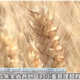 夏粮主产区小麦由南向北开镰！如何确保夏收顺利推进？