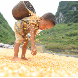 全球粮食困境需高度重视