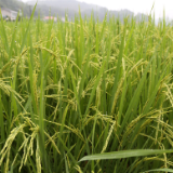 中储粮湖南分公司多措并举备战夏粮收购  