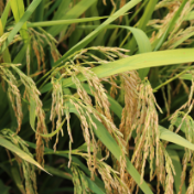 数说中国丨我国早稻收获过六成 秋粮面积超过13亿亩