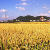 守住粮食安全这条底线（有的放矢）