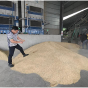 从田间到粮仓：湖南多地新型“粮经纪”助农民增收