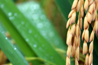 水稻叶片宽度调控机制被发现有助提高粮食产量