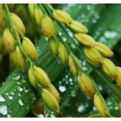 万建民院士团队揭示水稻籽粒大小调控新机制