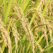 我国育出可大面积推广的低镉水稻新品种