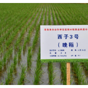 “西子3号”成为通过国家农作物品种审定的低镉水稻品种