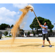 把握粮食“丰产密码” 筑牢粮食安全根基