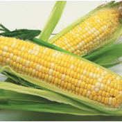 我国发现调控铁元素进入玉米籽粒的关键基因