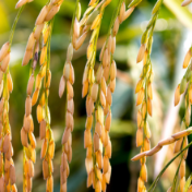 稻谷产量小幅下降 籼稻市场压力不减