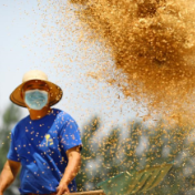 年终国际经济观察 | 全球粮食安全形势依然严峻