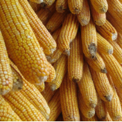 玉米价格波动，后期走势如何？