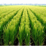 省委农村工作会议提出 今年粮食播种面积7135万亩以上