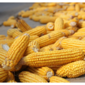 财政部：进一步完善玉米大豆生产者补贴 合理确定稻谷最低收购价水平