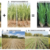 多年生稻：水稻生产的又一革命？