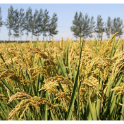 盐碱地也能种粮食！中国科学家找到作物主效耐碱基因