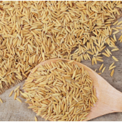 2023年稻谷最低收购价格公布 早籼稻上涨