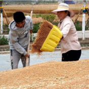 强化部署加大惩治力度 国资央企持续深化整治粮食购销领域腐败