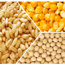 芝加哥农产品期价19日下跌