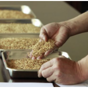 粮企现塌方式腐败,围捕“粮仓硕鼠”难在哪里?