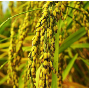 未来十年我国粮食产量预计年均增长1.2%