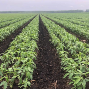 我国加力扩种大豆油料 大豆意向种植面积稳中略增