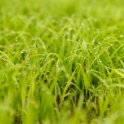 农业农村部部署开展全国粮油等主要作物大面积单产提升行动