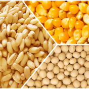 芝加哥农产品期价26日下跌