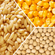 芝加哥农产品期价9日下跌