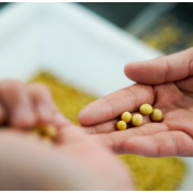 好种子怎样更好推广到农民中去?