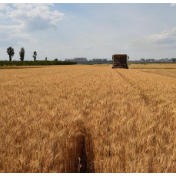 中方呼吁促进全球粮食安全合作