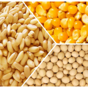 芝加哥农产品期价11日涨跌不一