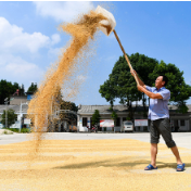 我国粮食安全保障更加有力