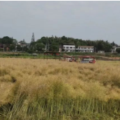 菜籽丰收在望食用油产量预增 下游油料加工、食品生产企业或迎成本改善