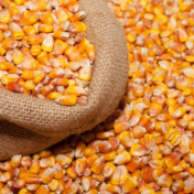 玉米供应多元化 市场价格再下滑