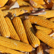 新年度全球玉米市场供应由紧张转向宽松？