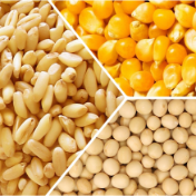 芝加哥农产品期价17日下跌