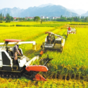 国家水稻全产业链大数据平台上线启用 推动水稻产业数字化建设
