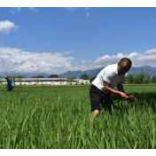 中多水稻合作助力多米尼加农业发展