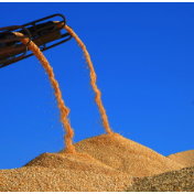 联合国粮农组织：2022年全球面临严重粮食不安全人口增至2.58亿