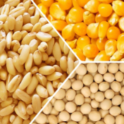 芝加哥农产品期价3日上涨