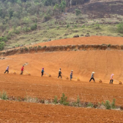 云南山村水稻旱作忙
