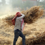 美专家分析：如何防止全球粮食系统崩溃